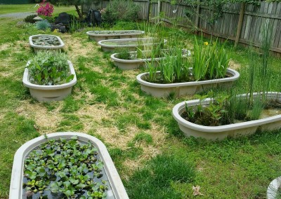 Aquatic plants-
