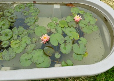 Aquatic plants-