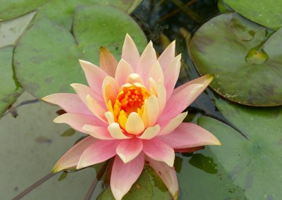 Aquatic plants-