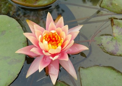 Aquatic plants-