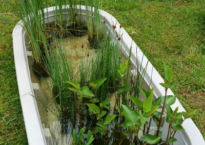 Aquatic plants-