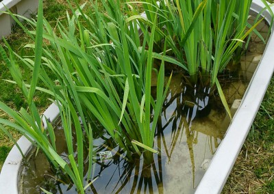 Aquatic plants-