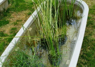 Aquatic plants-