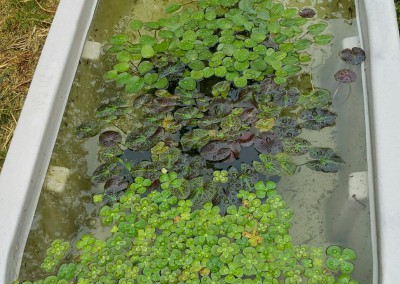 Aquatic plants-