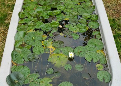 Aquatic plants-