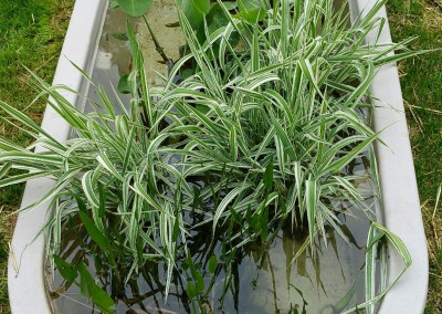 Aquatic plants-