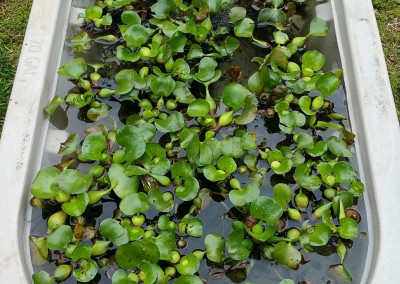 Aquatic plants-