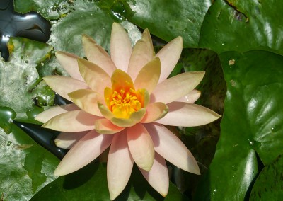 Aquatic plants-