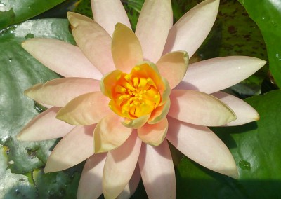 Aquatic plants-