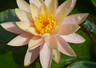 Aquatic plants-
